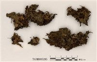 藏品(霜地卷)的圖片